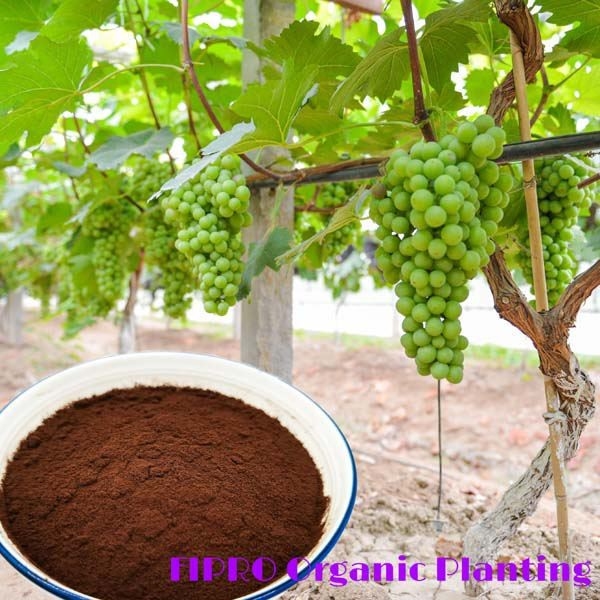 Pure Avian Origin Amino Acid Fertilizer Powder